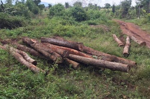 Chư Pưh: Liên tiếp phát hiện 2 vụ tàng trữ lâm sản trái phép