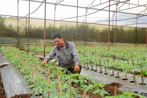 Liên kết là mấu chốt của sản xuất ứng dụng công nghệ cao ở Hiệp Thạnh