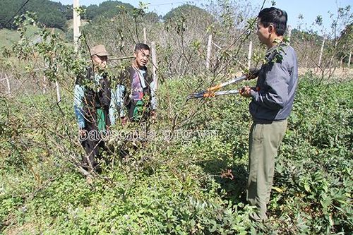 Dòng họ Giàng bản Chiềng Đi thực hiện tốt '5 có, 5 không'
