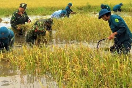 Đồng bằng sông Cửu Long: 'Thất thủ' trong biển nước