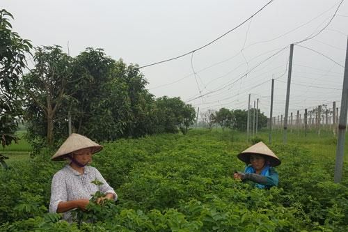 Rau an toàn Hương Ngải