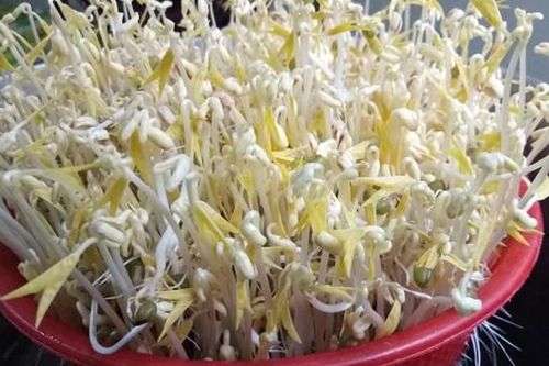 5 cây thuốc nam chữa tiểu đêm