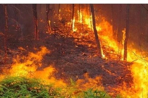 Vĩnh Phúc: Điều tra nguyên nhân vụ cháy rừng trồng