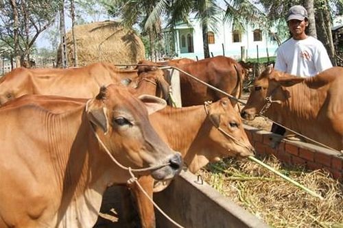Trà Vinh: Phát triển đàn bò