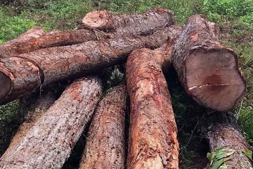 Gỗ lậu gom về 1 xã