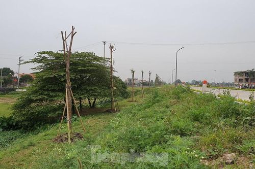 Ngang nhiên trồng hàng trăm cây lâu năm xâm phạm đê sông Đáy