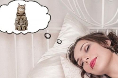 Giải mã ý nghĩa giấc mơ thấy mèo cực thú vị