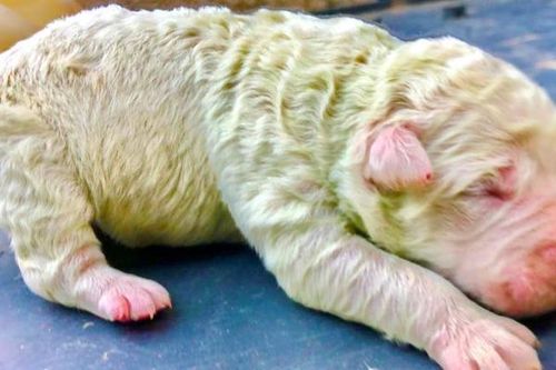 Chuyện lạ: Con chó có bộ lông màu xanh lá cây được sinh ra ở Italia