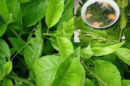 Cây rau bầu đất ăn cực ngon, chữa bệnh hiệu quả ai cũng có thể trồng