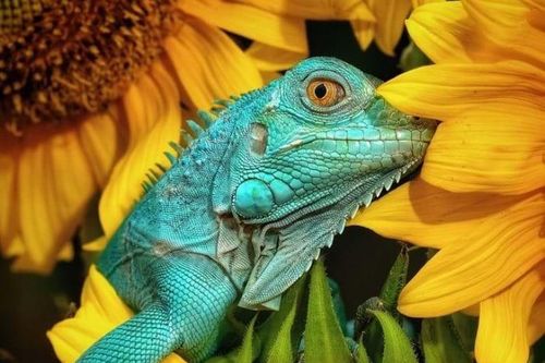 2 tác phẩm chụp tại Quảng Bình, Quảng Ngãi lọt top 50 bức ảnh đẹp nhất Animals2020