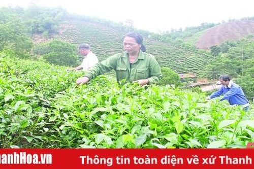 Liên kết sản xuất, tiêu thụ sản phẩm OCOP