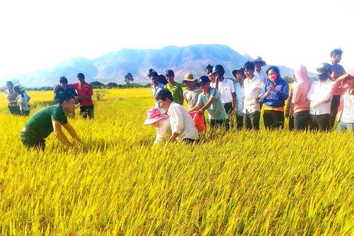 Hợp tác xã Hợp Tiến giúp nông dân nâng cao hiệu quả sản xuất