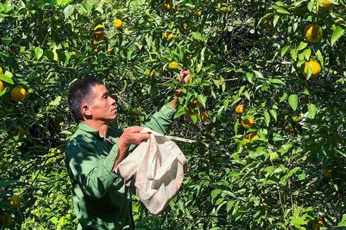 Quýt Phú Thượng mất mùa, nông dân thất thu