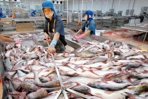 Nông dân phấn khởi do giá cá tra tăng trở lại