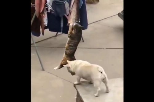 Clip: Chó giúp mèo trèo lên cao ăn vụng cá