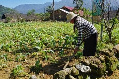 Lào Cai: Tìm lời giải để phát triển sản phẩm OCOP