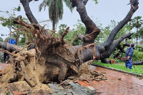 'Cụ' xà cừ số 13 cổ nhất tại Huế bị bão cùng tên quật đổ bật cả gốc gây tiếc nuối