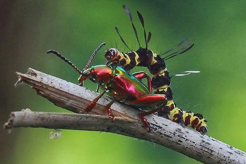 Ảnh đẹp: Bọ cánh cứng sặc sỡ bên sâu bướm
