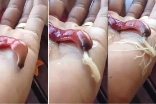 Loài giun kỳ lạ biết phun 'mạng nhện' bắt mồi