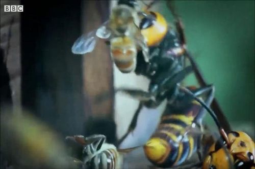 CLIP: 30.000 con ong mật 'chết như ngả rạ' khi bị ong bắp cày tấn công