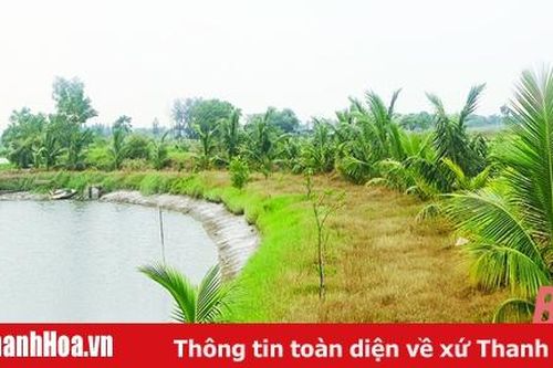 Huyện Hoằng Hóa hỗ trợ trồng dừa ở vùng nuôi trồng thủy sản