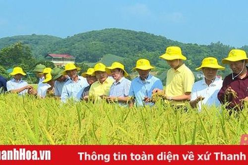 Liên kết sản xuất lúa theo tiêu chuẩn VietGAP