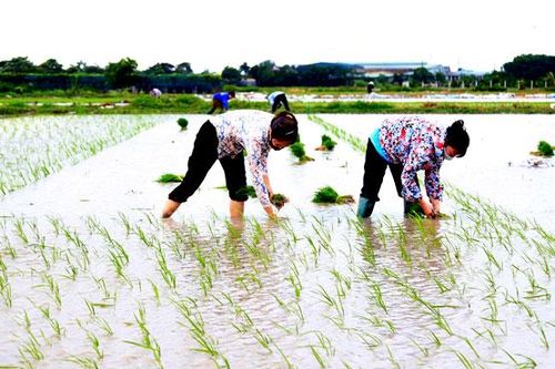 Bảo vệ đất trồng lúa: Cần quyết tâm và hành động thực tế