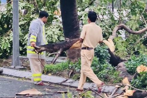 Lực lượng chức năng gấp rút khắc phục hậu quả bão số 13 tại Thừa Thiên - Huế