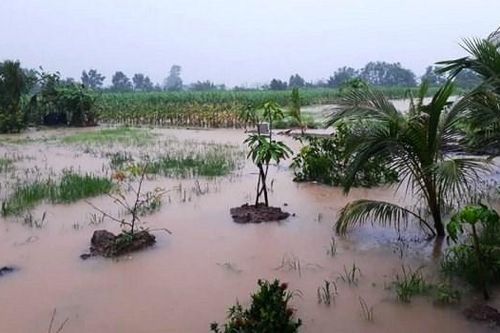 Triều cường đe dọa Cù lao Dung