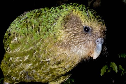 Vẹt béo nhất thế giới hai lần giành giải thưởng tại New Zealand