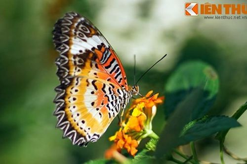 Bên trong 'vườn địa đàng' có thật giữa lòng Sài Gòn