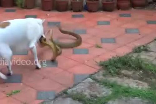 Chó nhà điên cuồng cắn xé rắn hổ mang trâu và kết thảm