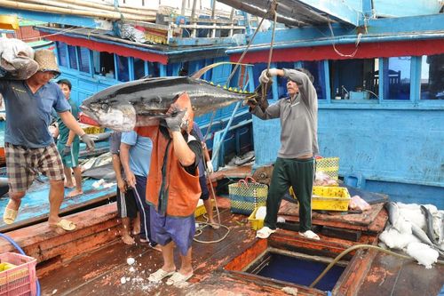Tháo gỡ khó khăn về xác nhận nguồn gốc hải sản khai thác