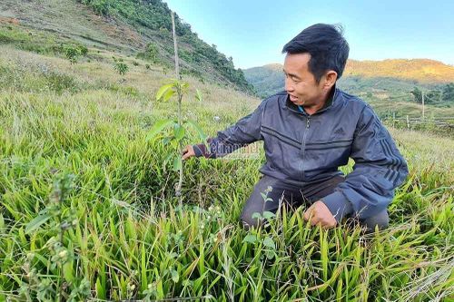 Bất thường về kết quả thẩm định giá cây ăn quả tại Điện Biên