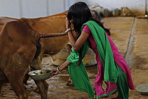 Thà dùng phân bò để sản xuất, dân Ấn Độ quyết tẩy chay hàng TQ