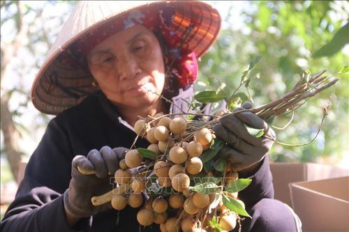 Lao đao vì giá nhãn tiêu da bò lao dốc