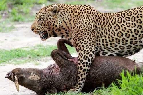 Toát mồ hôi giết lợn rừng, báo có yên ổn chén thịt?