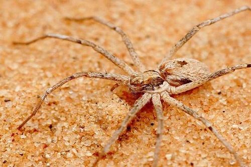 Nhện đực trói nghiến bạn tình đề phòng bị ăn thịt sau khi ân ái