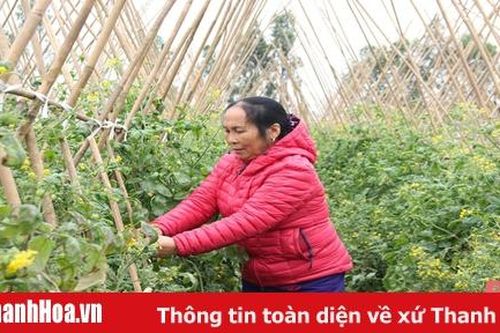 Chủ động chăm sóc cây trồng vụ đông