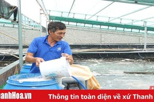 Nhân rộng mô hình nuôi tôm thẻ chân trắng trong bể xi măng