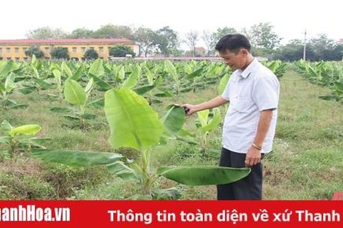 Đẩy mạnh thu hút doanh nghiệp đầu tư liên kết và bao tiêu sản phẩm nông nghiệp