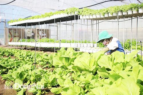 Ứng dụng công nghệ cao vào sản xuất nông nghiệp