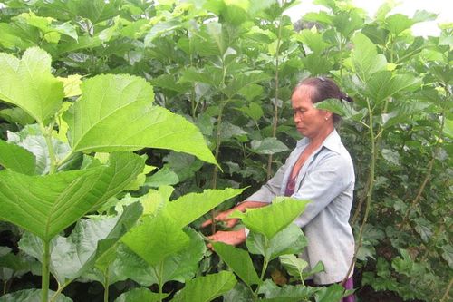 Đòn bẩy phát triển bền vững dâu tằm tại huyện Đạ Tẻh