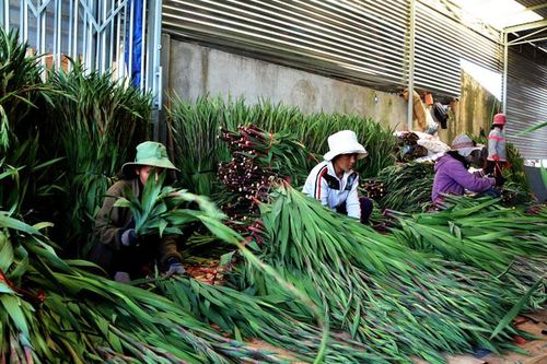 Hiệp An nhộn nhịp xuống giống hoa tết