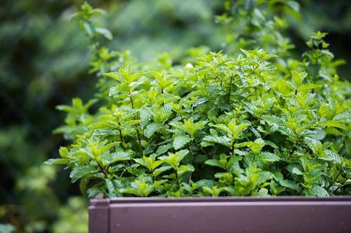 4 loại thực phẩm giúp thanh nhiệt, không gây tăng cân