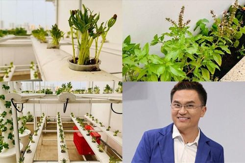 Độc đáo vườn rau trong biệt thự được trồng bài bản của MC Đại Nghĩa