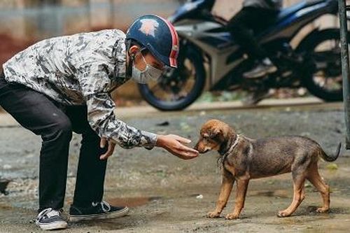Nạn bắt thú cưng đòi tiền chuộc nở rộ