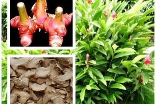 Cao lương khương trị đau dạ dày, cảm lạnh
