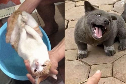 4 chú chó, mèo ở Việt Nam thành hiện tượng mạng thế giới
