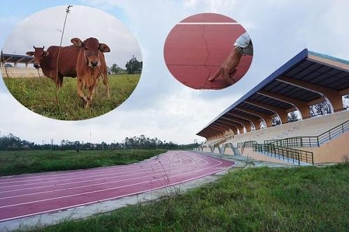 Sân vận động tiền tỷ chưa bàn giao đã trở thành nơi nuôi bò
